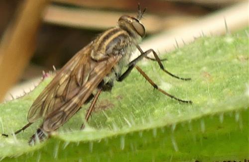 Thereva sp.